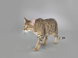 chat savannah